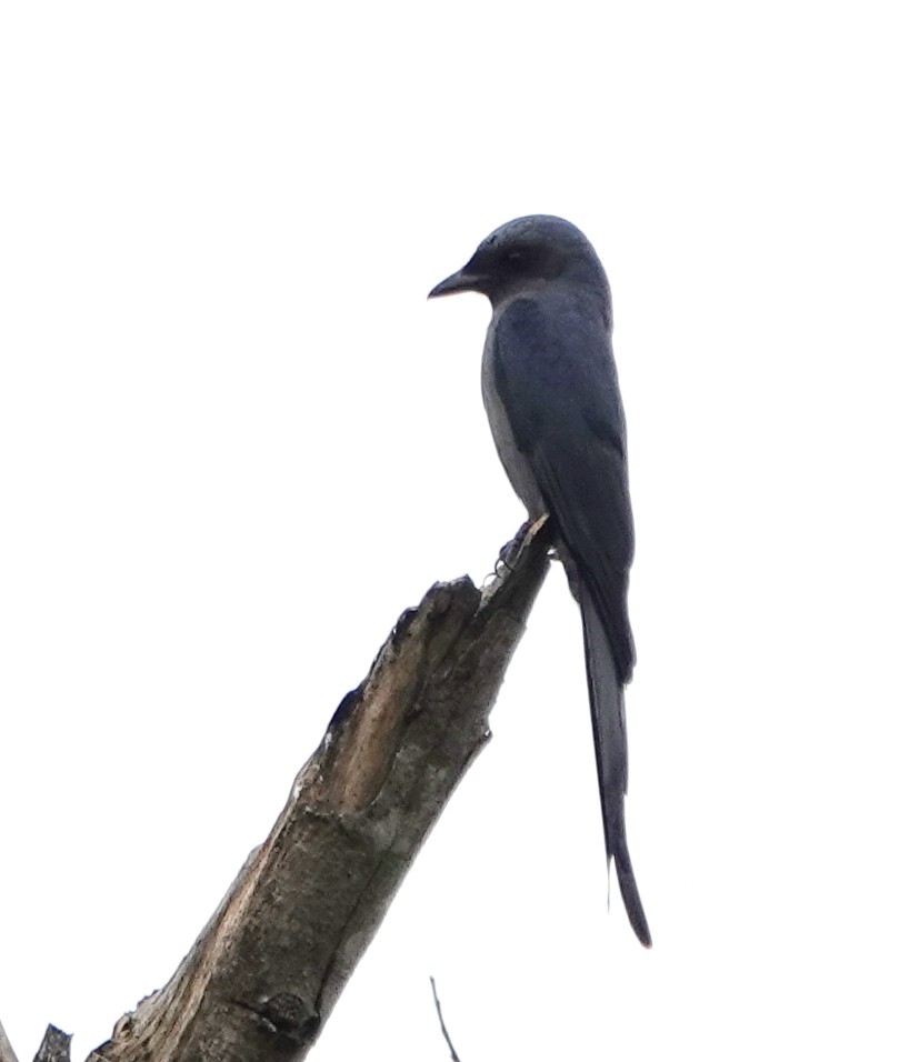 ハイイロオウチュウ - ML646837108