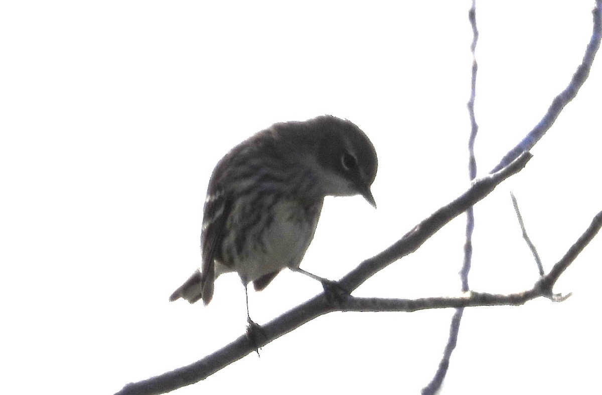 Reinita Coronada - ML646837110