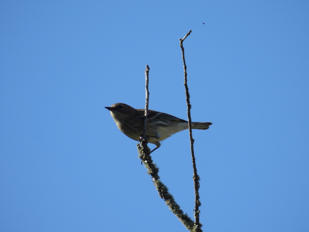 Yellow-rumped Warbler (Myrtle) - ML646837111