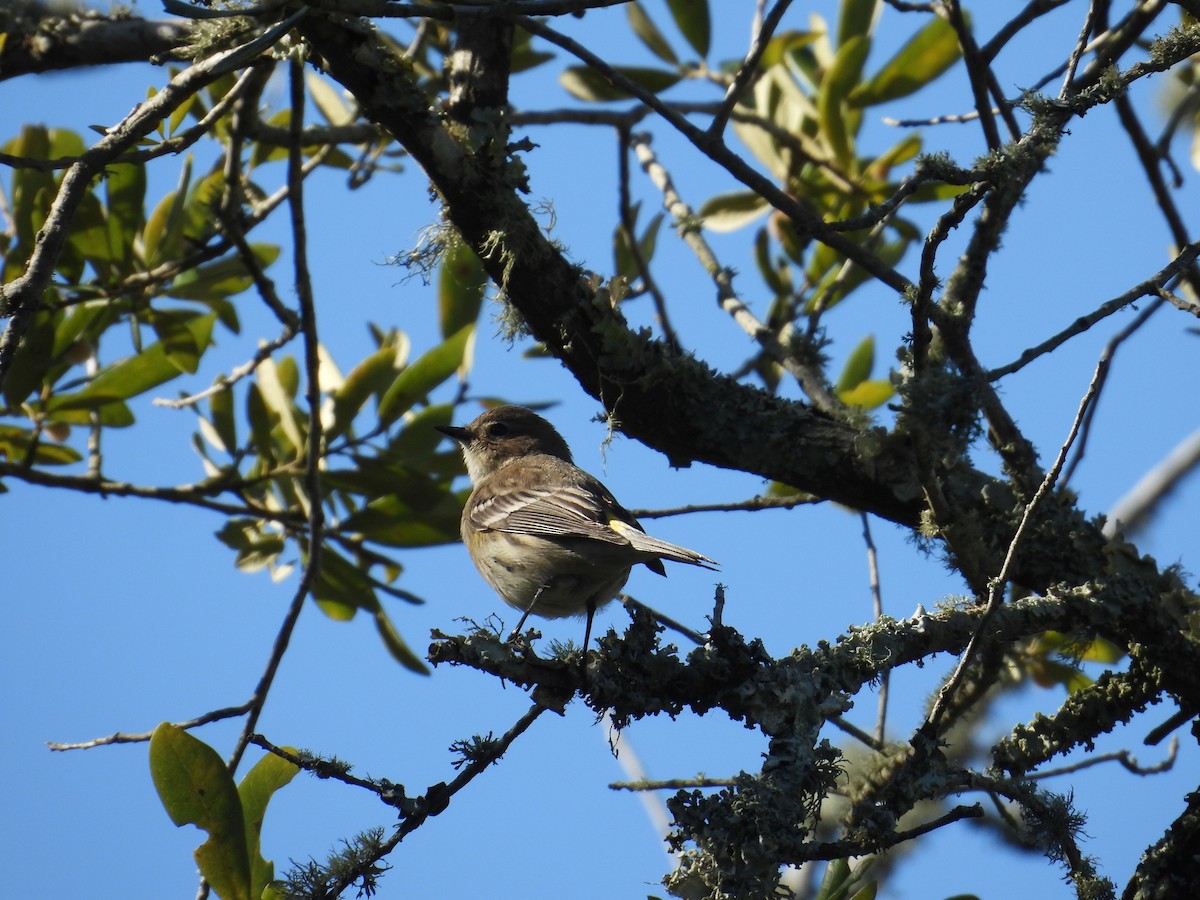 Yellow-rumped Warbler (Myrtle) - ML646837112