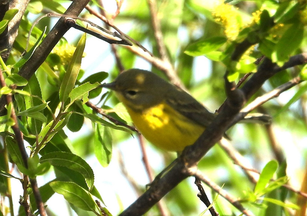 Reinita Galana - ML646837116