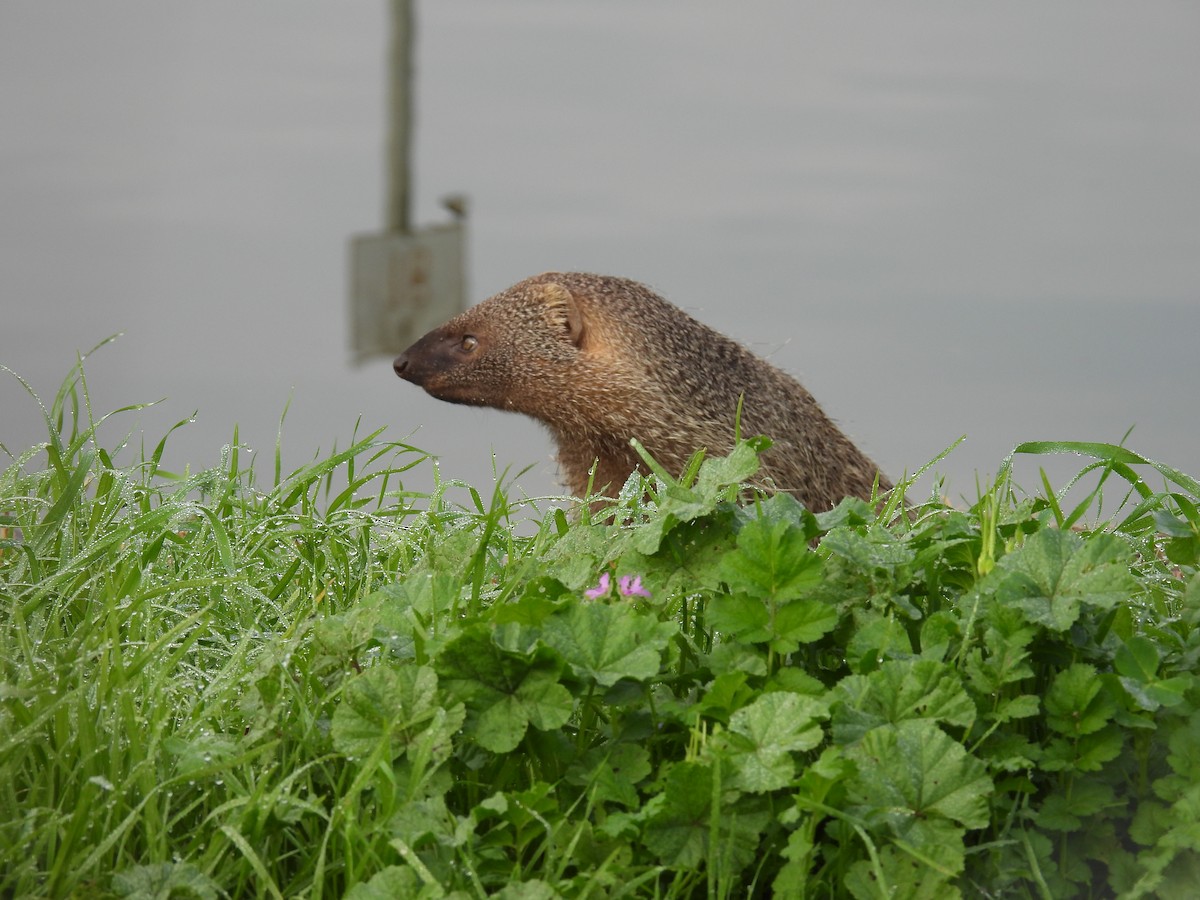Egyptian Mongoose - ML646837117
