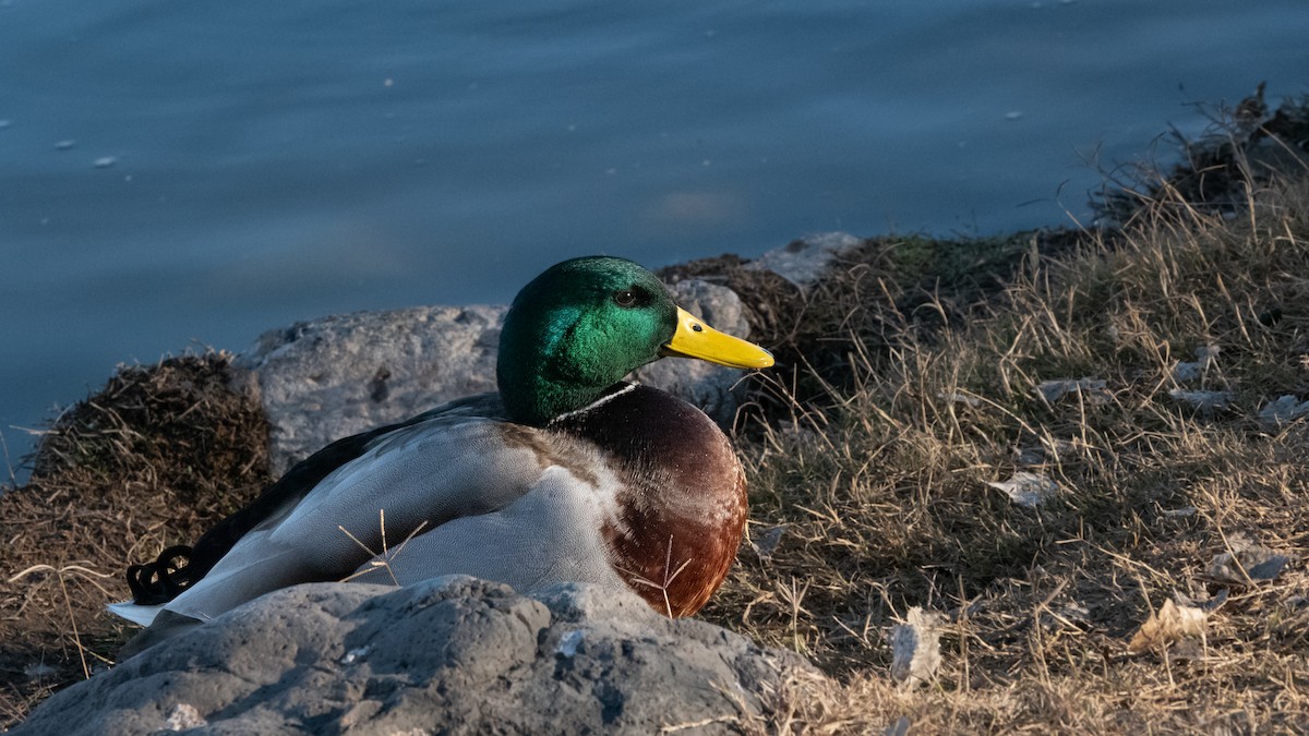 kachna divoká - ML646837120