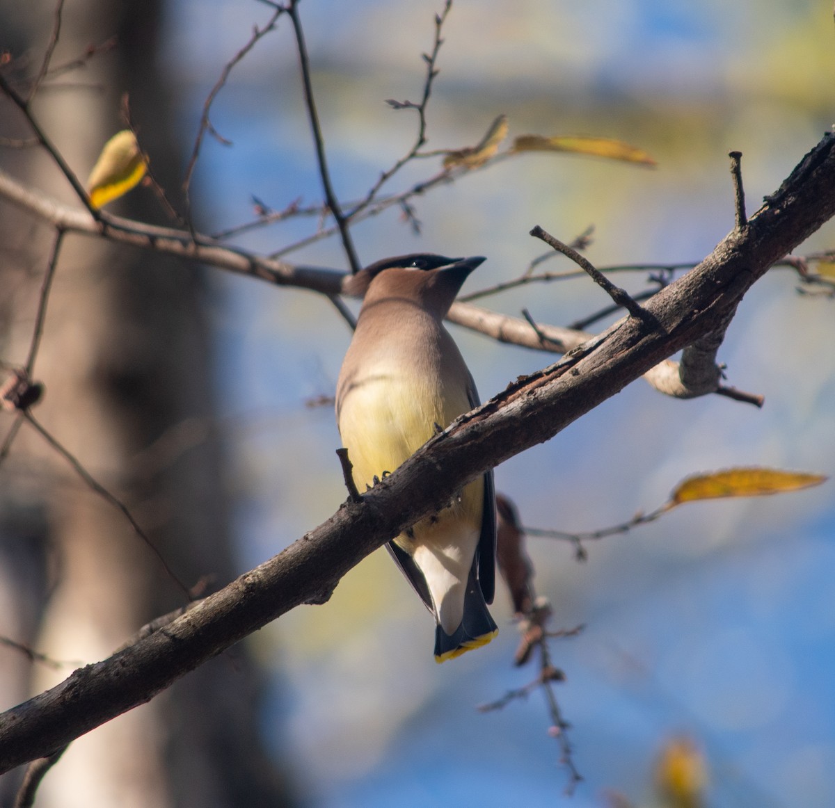 brkoslav americký - ML646837121