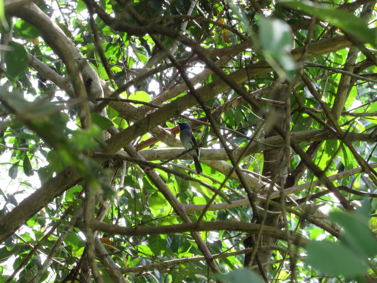 Black-naped Monarch - ML646837124