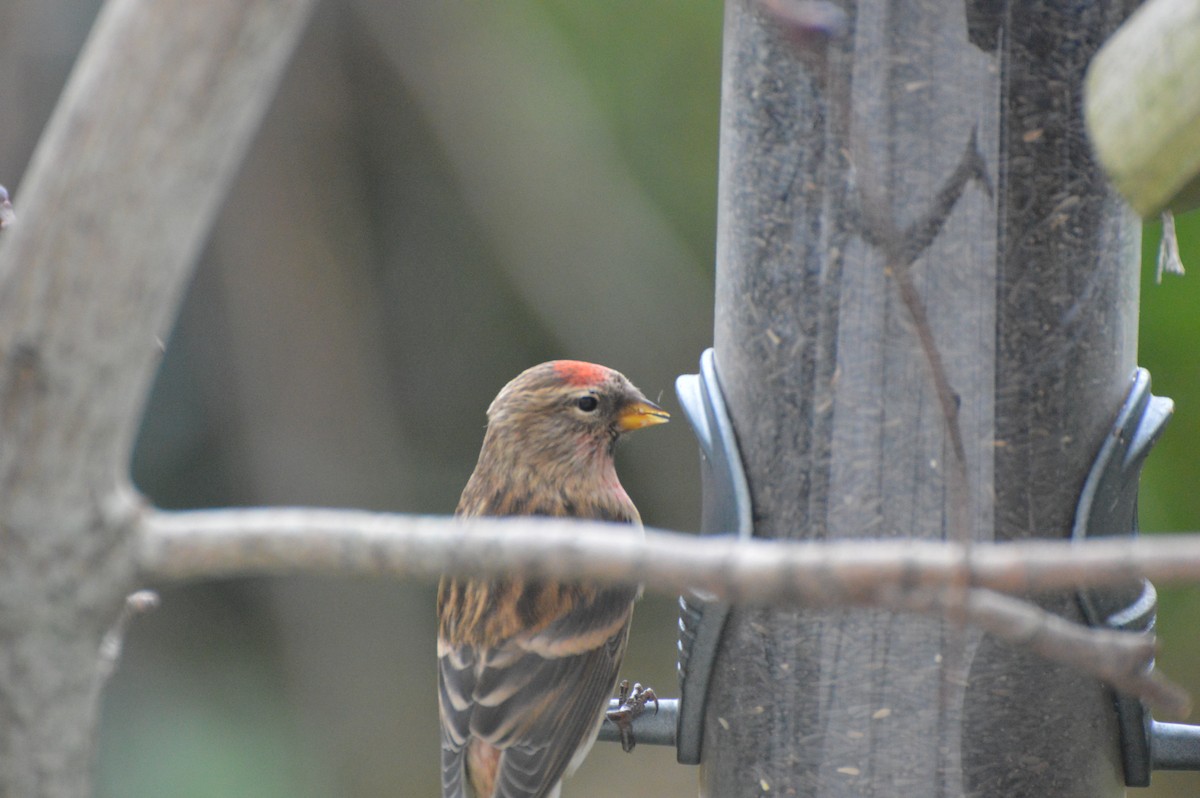 Redpoll - ML646837125