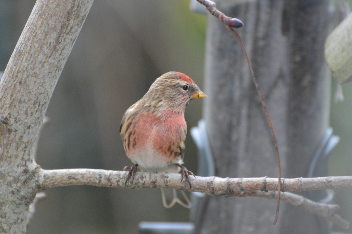 Redpoll - ML646837126