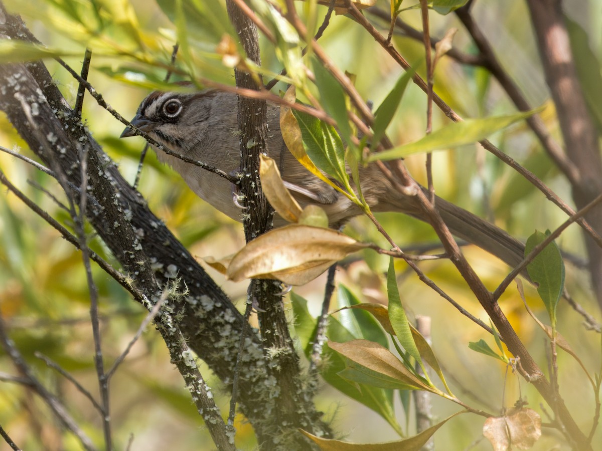 Oaxaca Sparrow - ML646837129