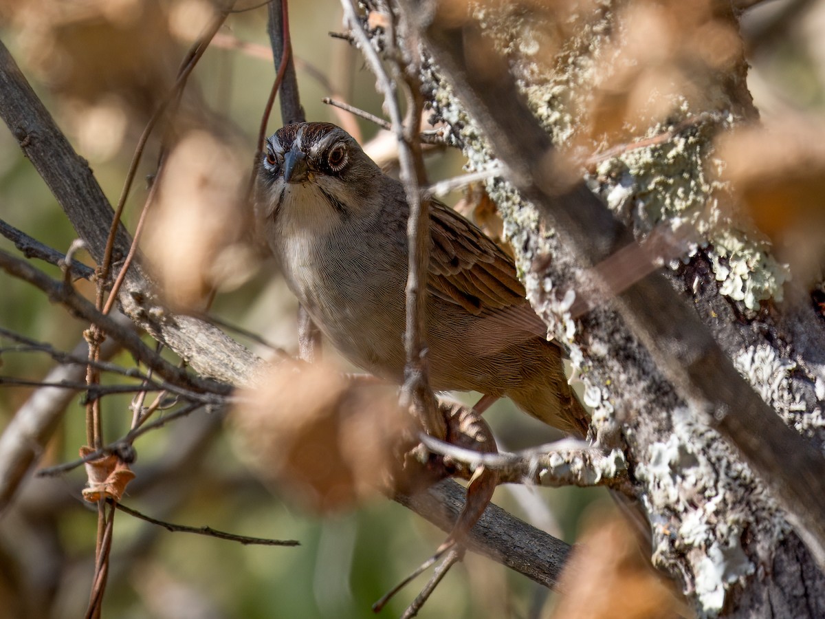 Oaxaca Sparrow - ML646837130