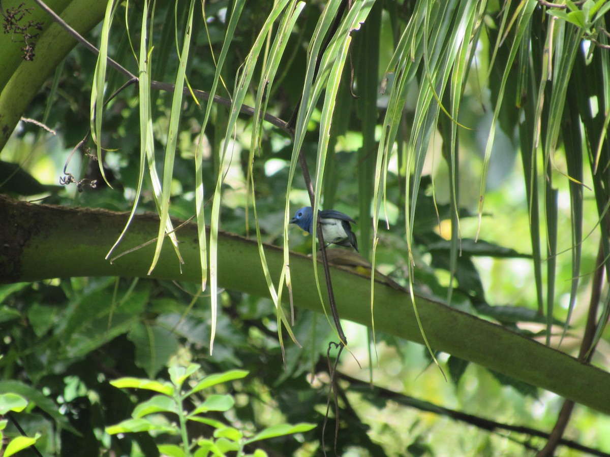 Black-naped Monarch - ML646837137