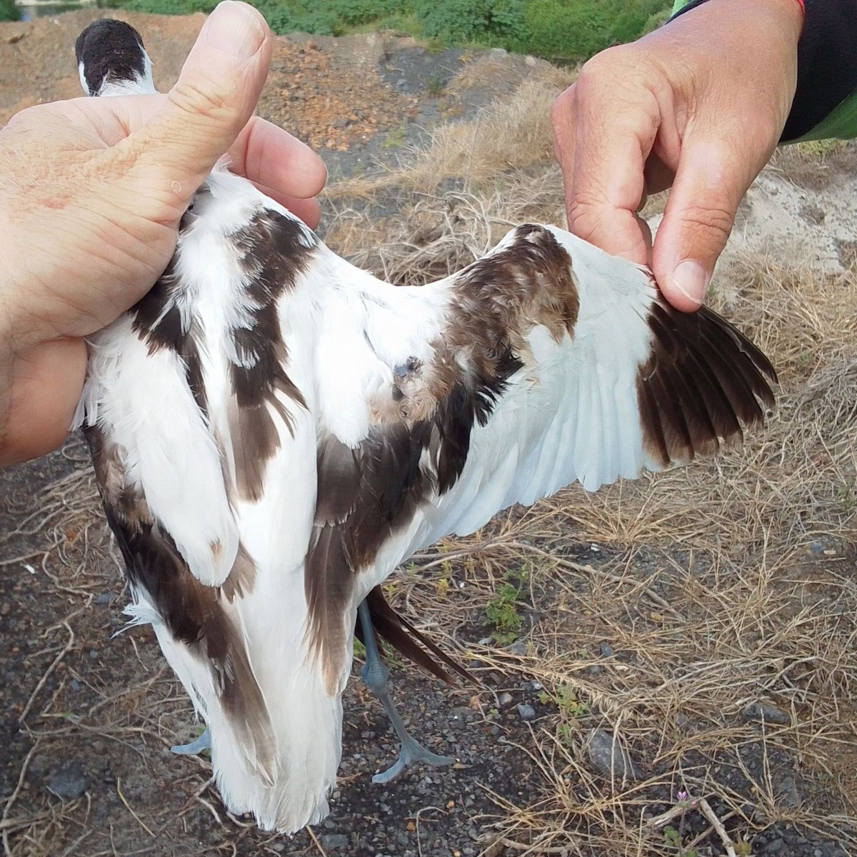 Чоботар синьоногий - ML646837139