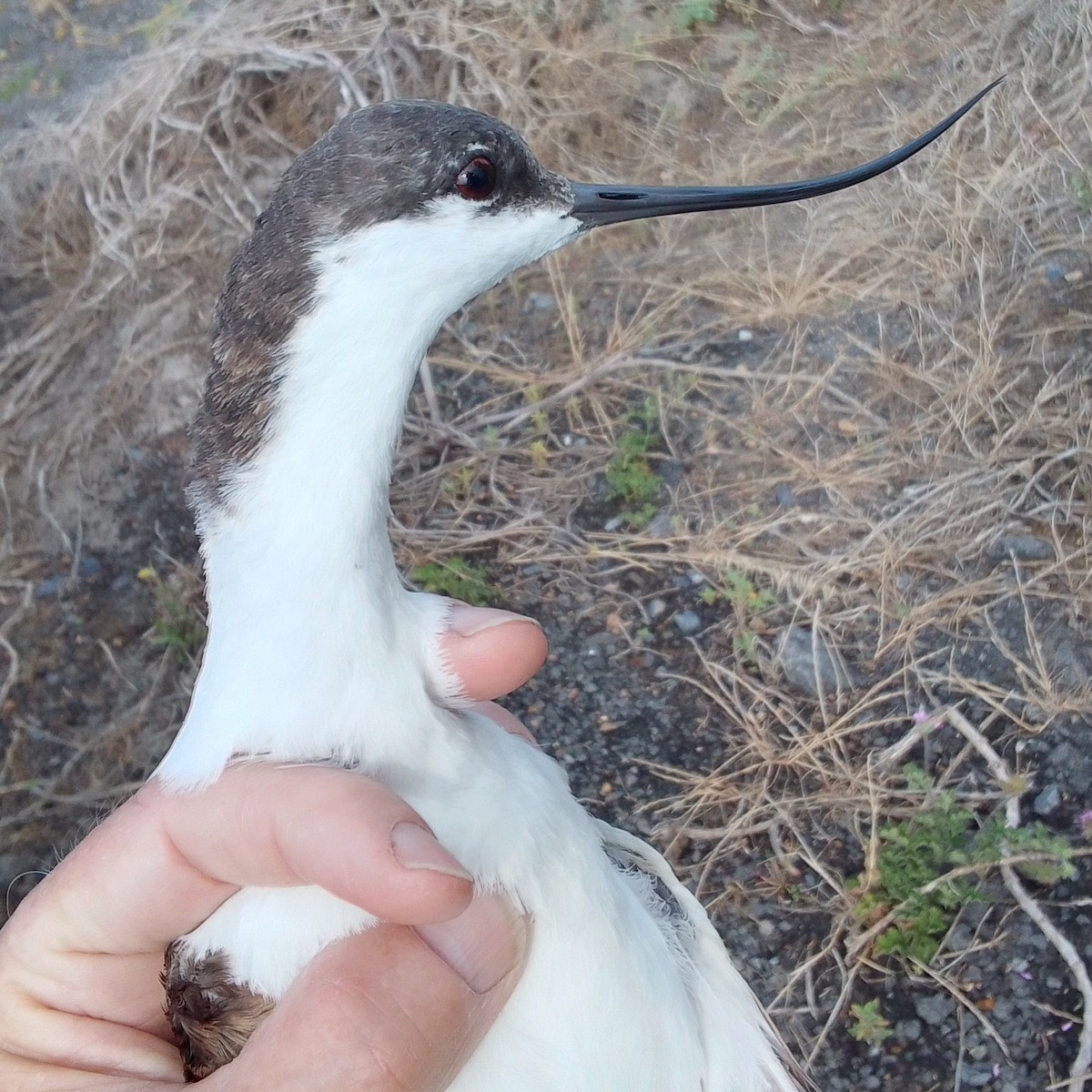 Чоботар синьоногий - ML646837140