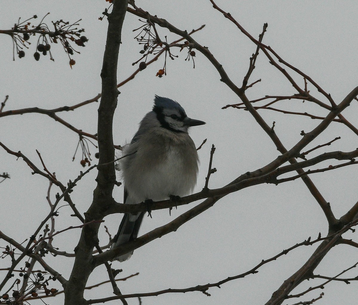 Blue Jay - ML646837141