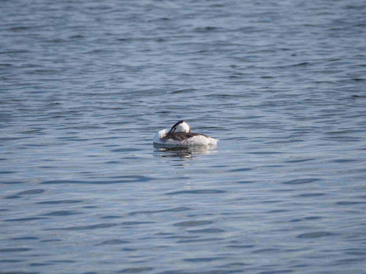 Пірникоза велика - ML646837143