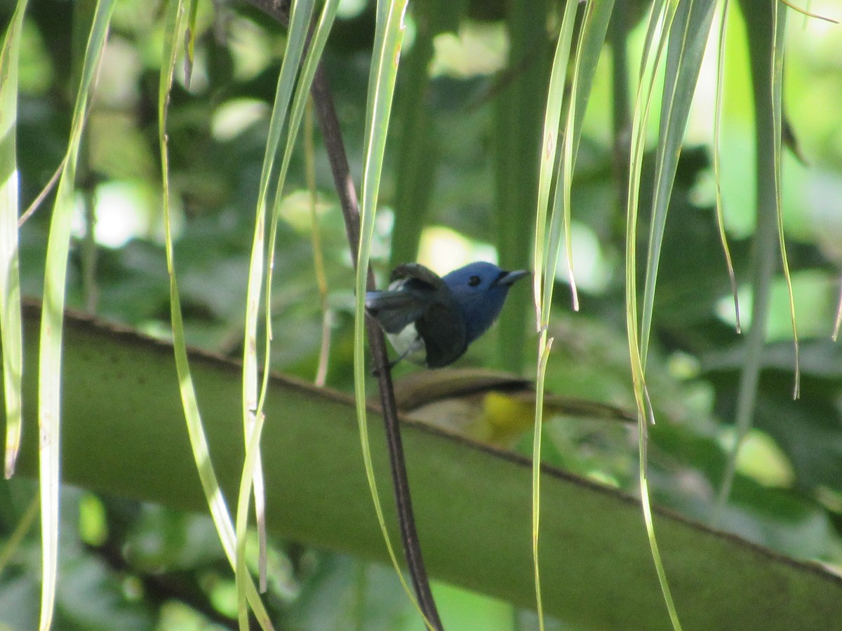 Black-naped Monarch - ML646837144