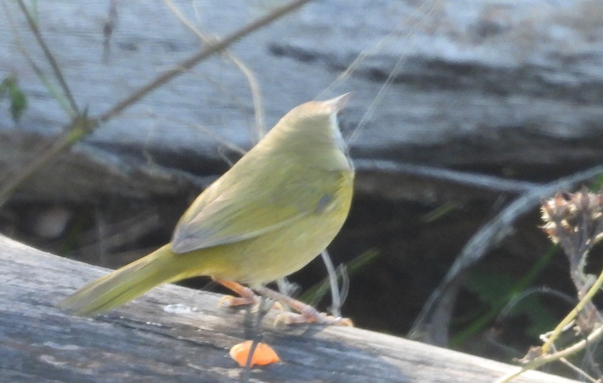 Reinita Coroninaranja - ML646837145