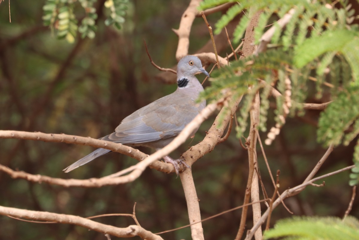 Mourning Collared-Dove - ML646837151
