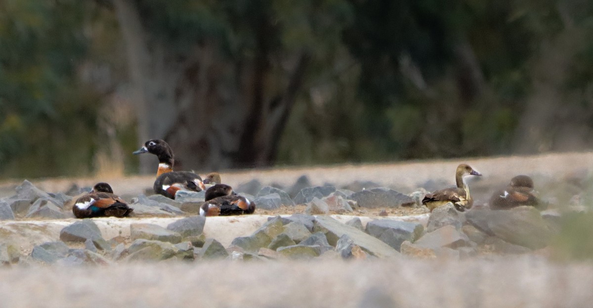 Розовоногая древесная утка - ML646837152