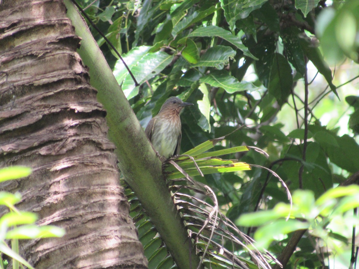 Visayan Bulbul - ML646837153
