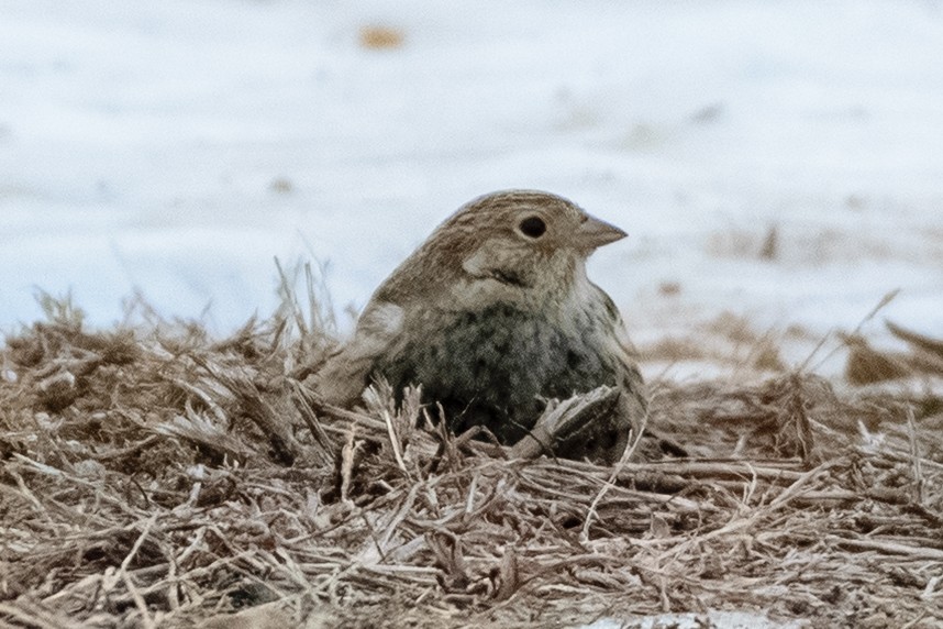 アカエリツメナガホオジロ - ML646837154