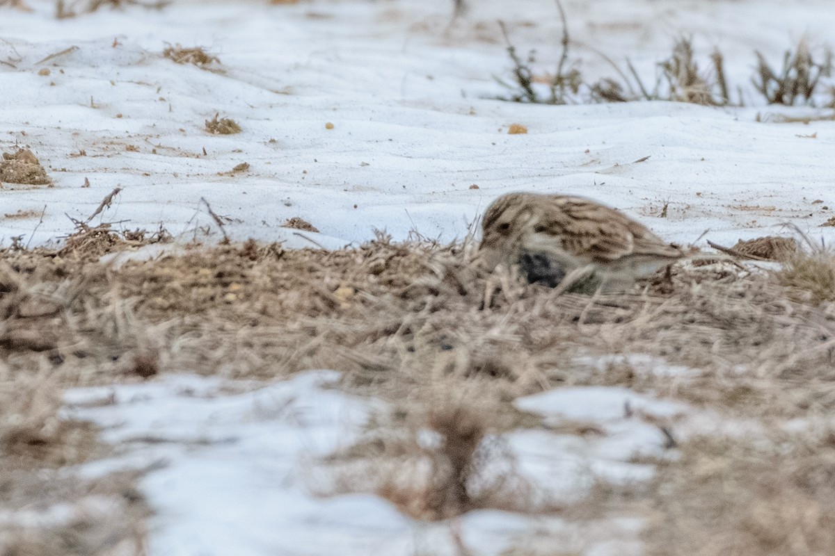 アカエリツメナガホオジロ - ML646837155