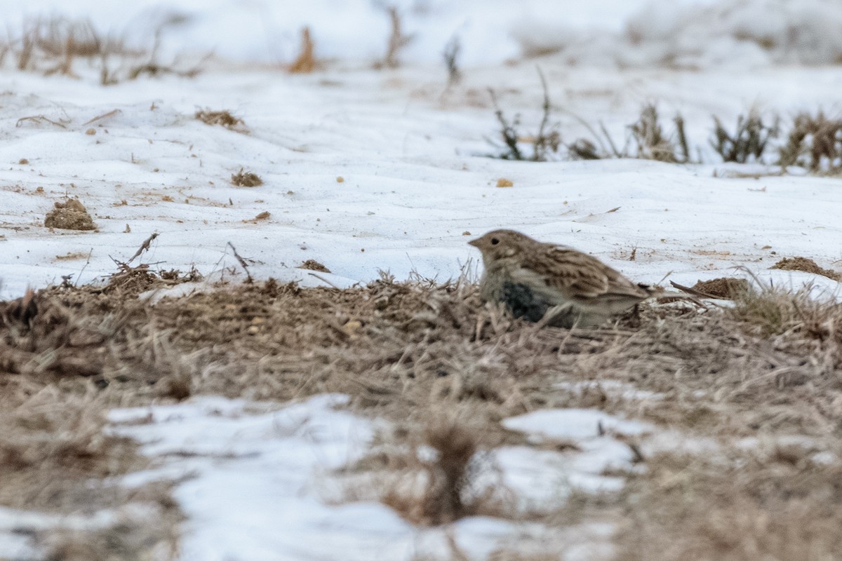アカエリツメナガホオジロ - ML646837156