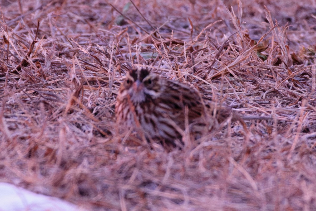 サバンナシトド - ML646837157