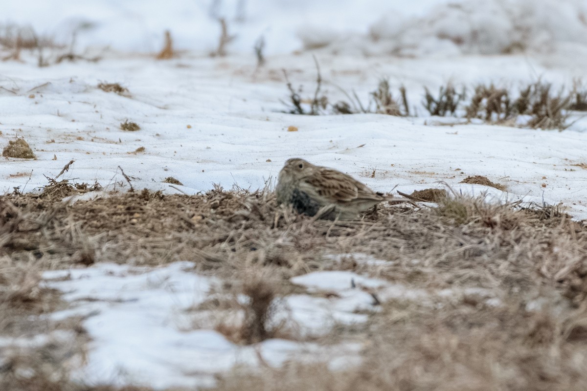アカエリツメナガホオジロ - ML646837158