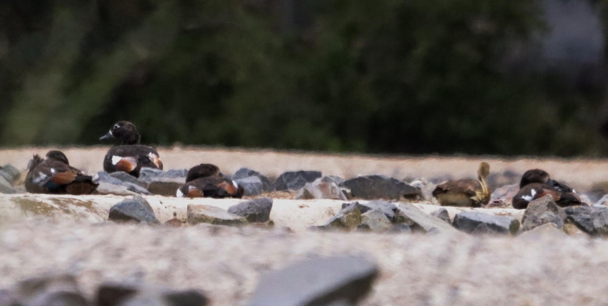 Розовоногая древесная утка - ML646837159