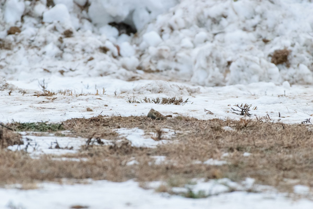 アカエリツメナガホオジロ - ML646837161