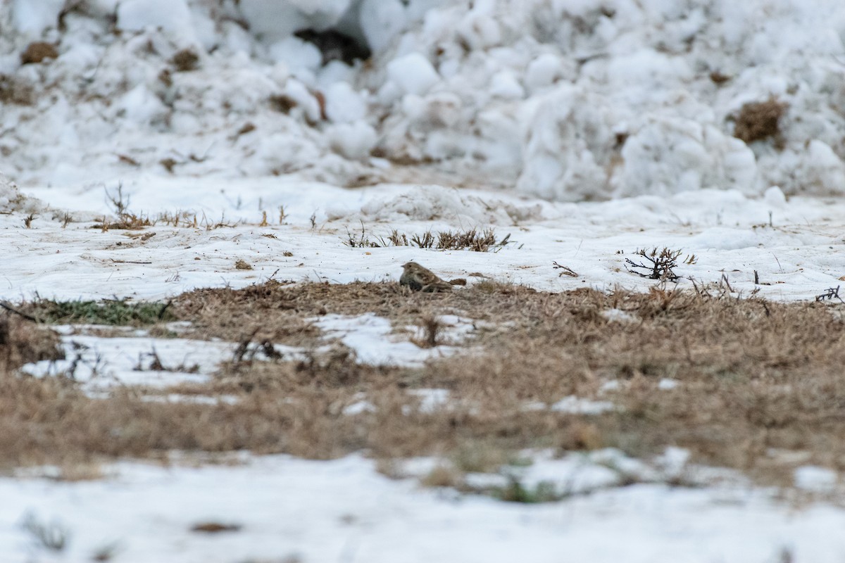 アカエリツメナガホオジロ - ML646837162