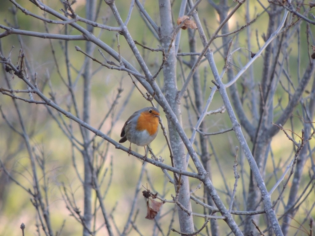 rødstrupe - ML646837170