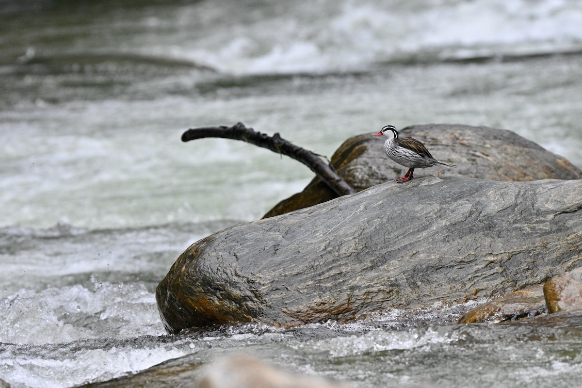 Merganette des torrents - ML646837171