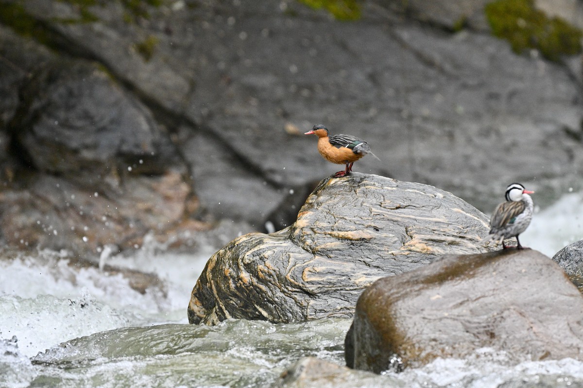 Merganette des torrents - ML646837172