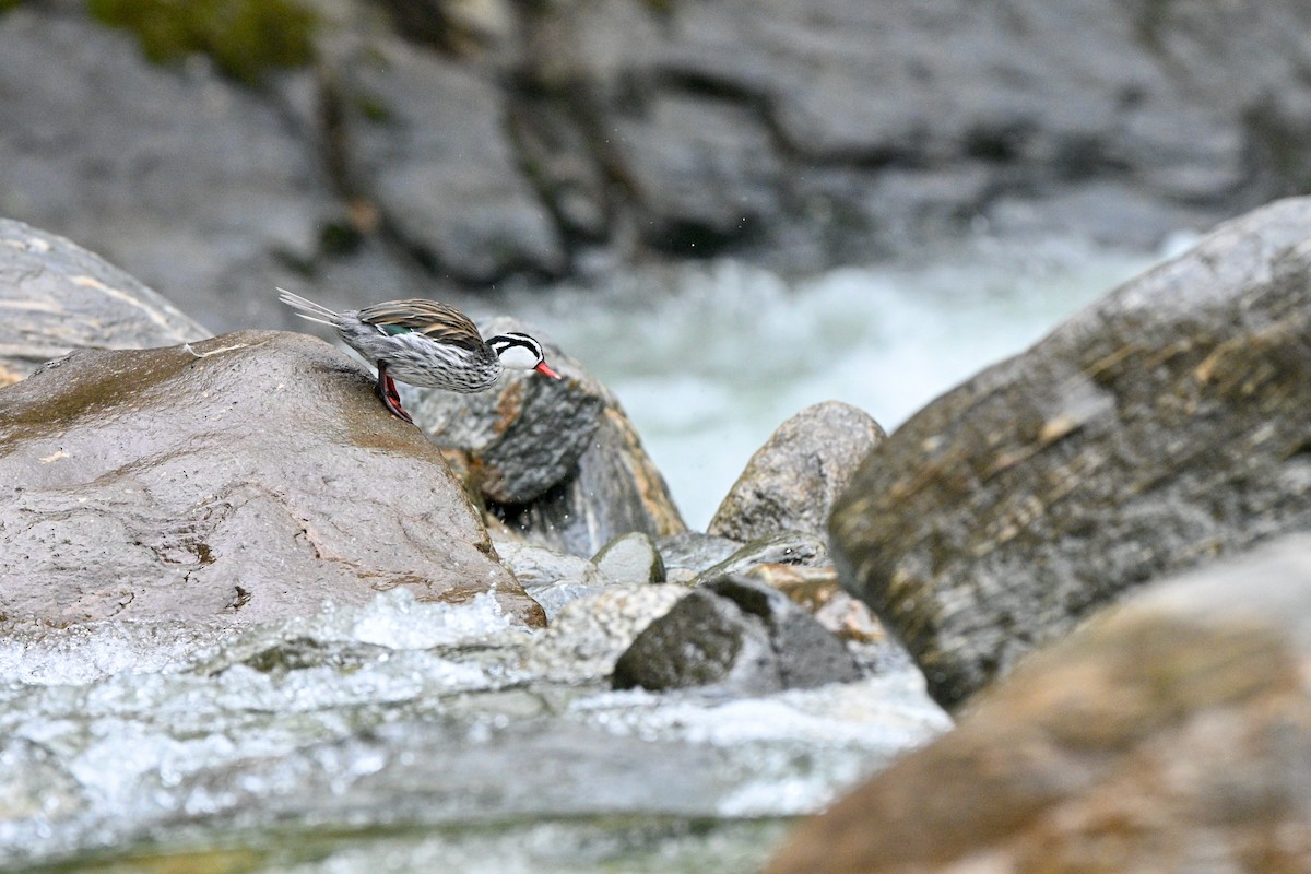 Merganette des torrents - ML646837173