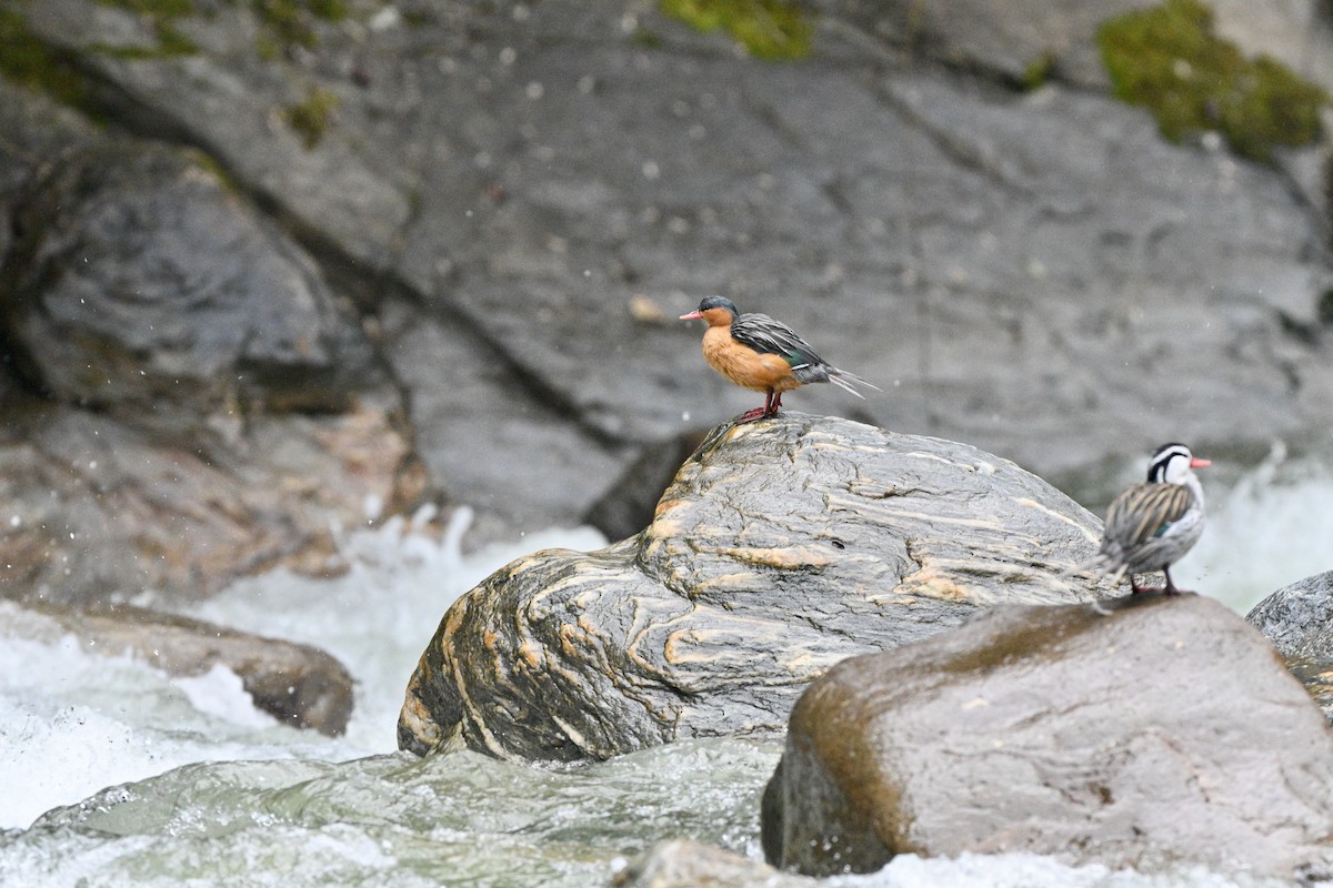 Merganette des torrents - ML646837174