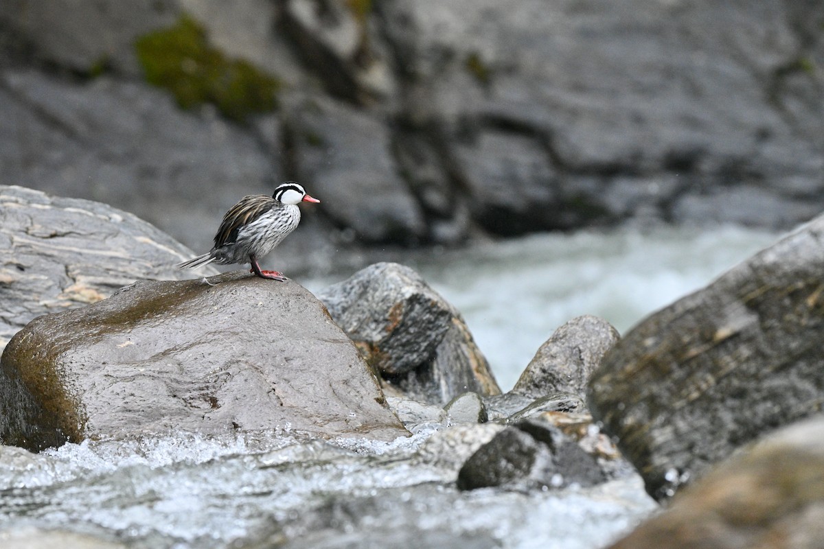 Merganette des torrents - ML646837175