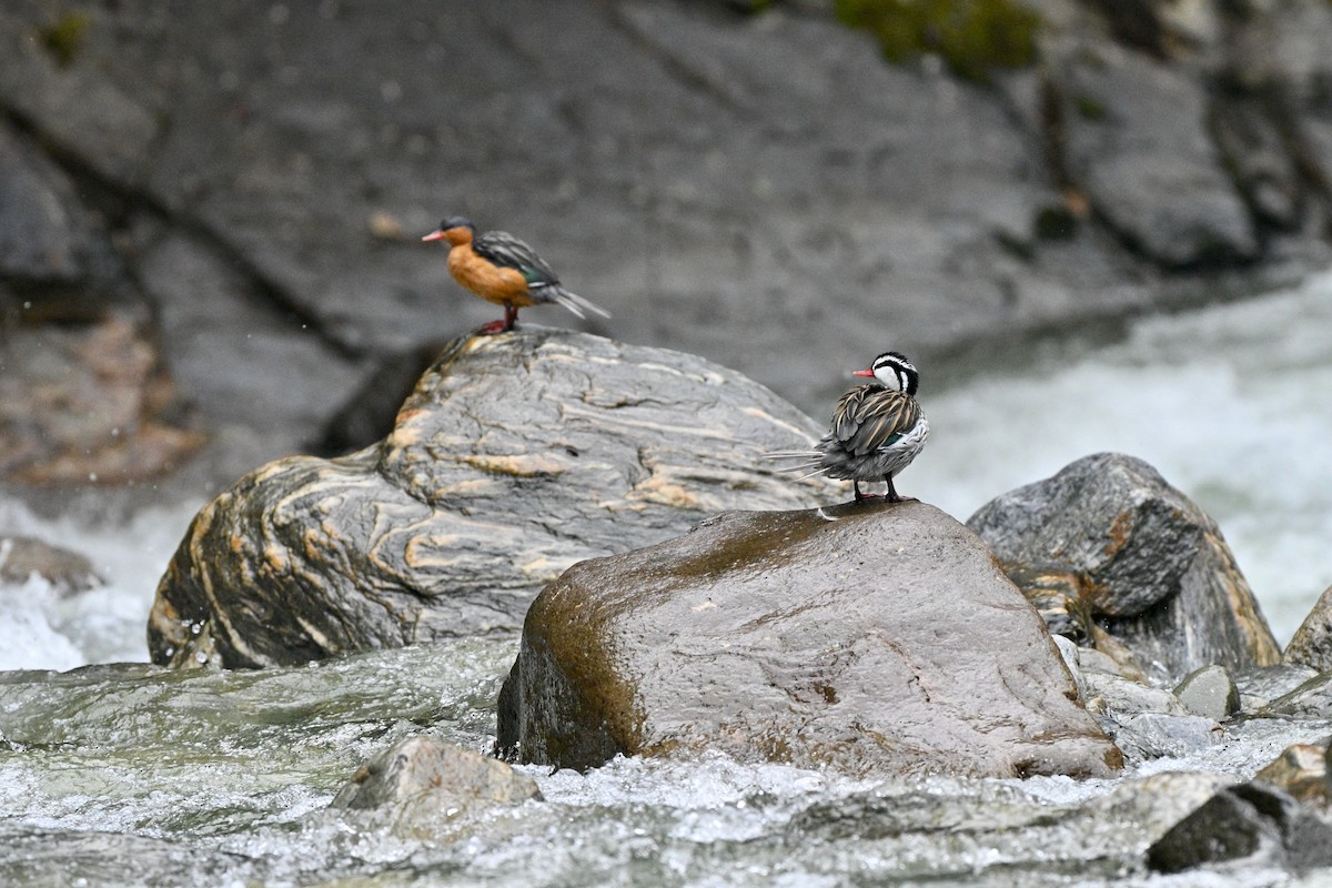 Merganette des torrents - ML646837176