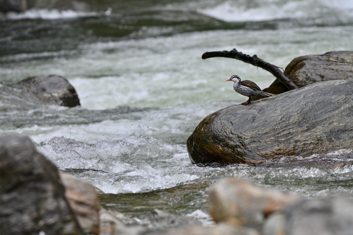 Merganette des torrents - ML646837177