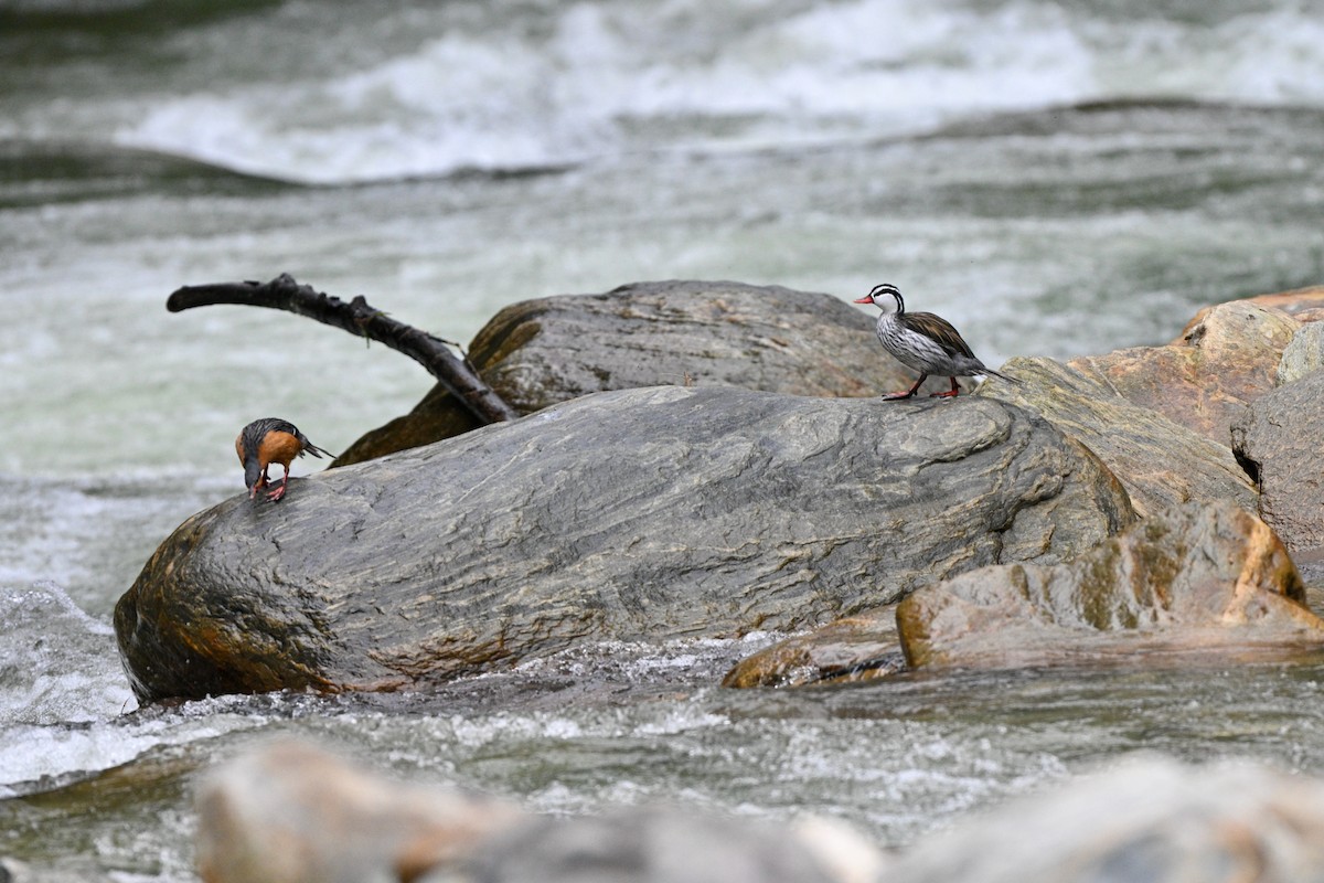 Merganette des torrents - ML646837178