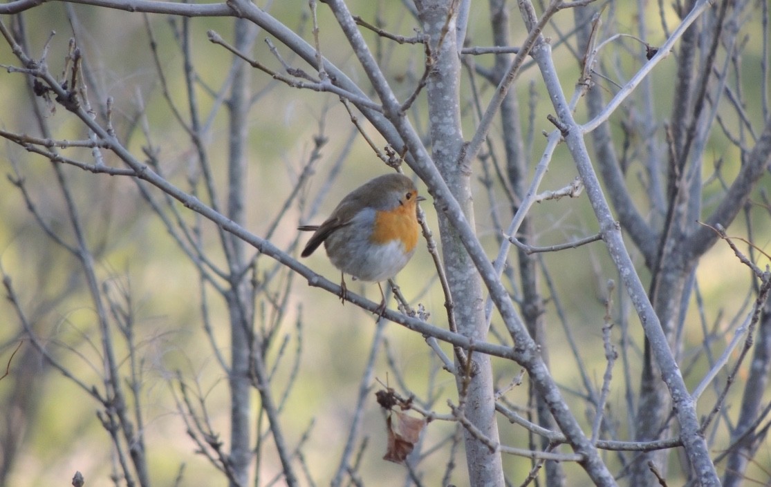 rødstrupe - ML646837181