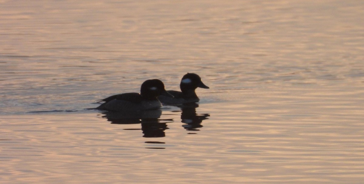 Bufflehead - ML646837182
