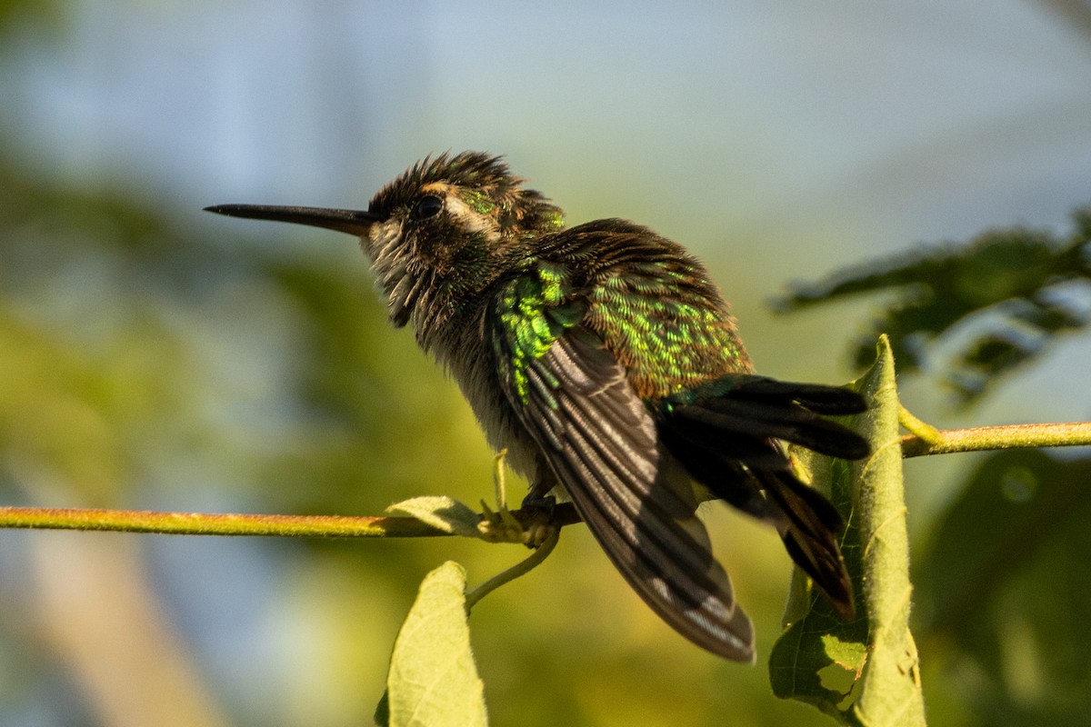 Red-billed Emerald - ML646837183
