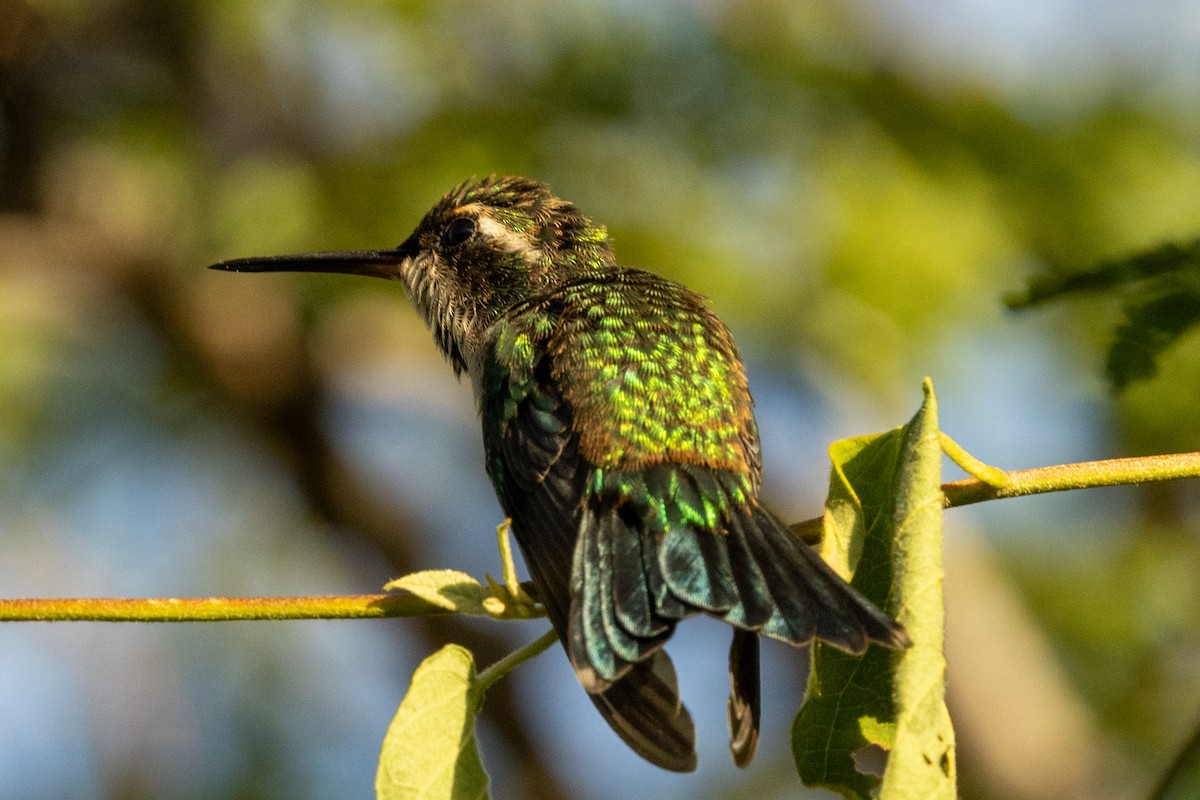Red-billed Emerald - ML646837184