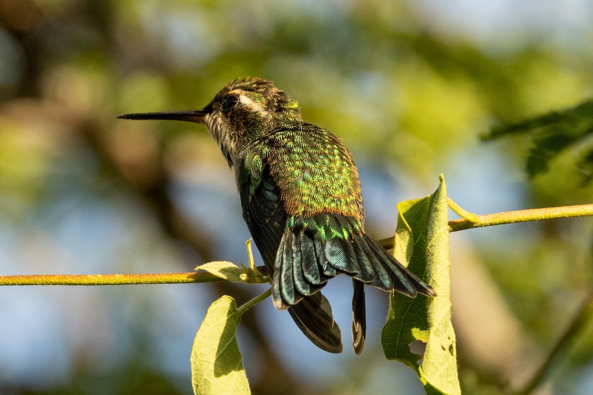 Red-billed Emerald - ML646837185