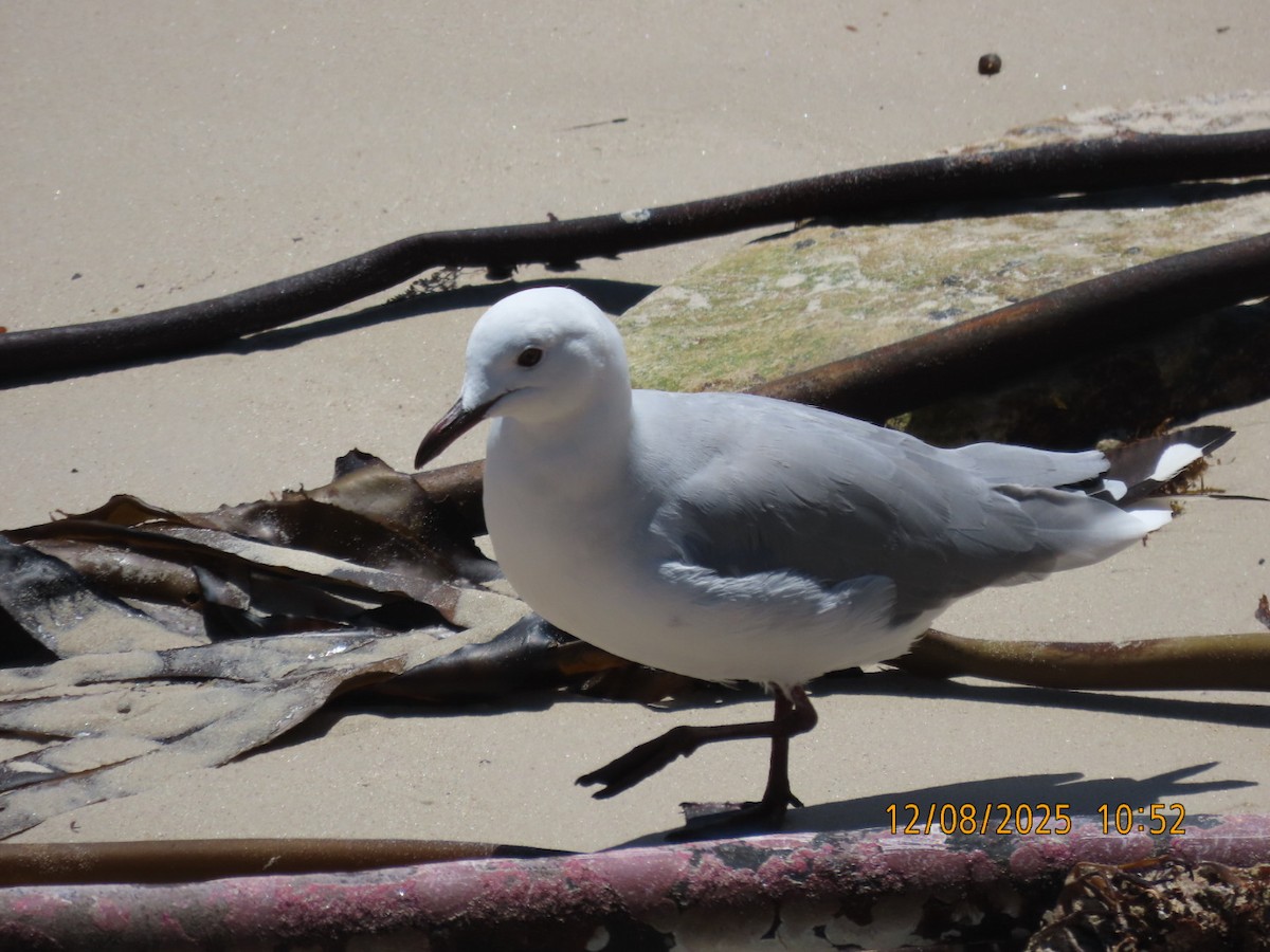 Gaviota Plateada Sudafricana - ML646837187