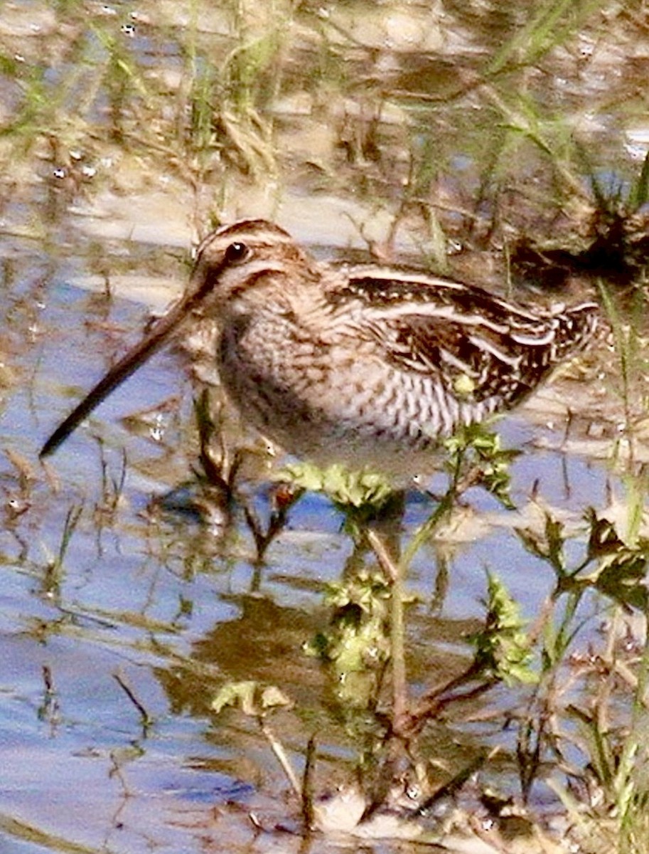 Wilson's Snipe - ML646837188