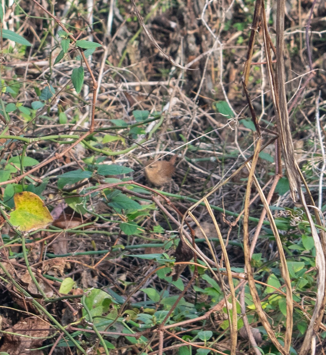 střízlík kanadský - ML646837189