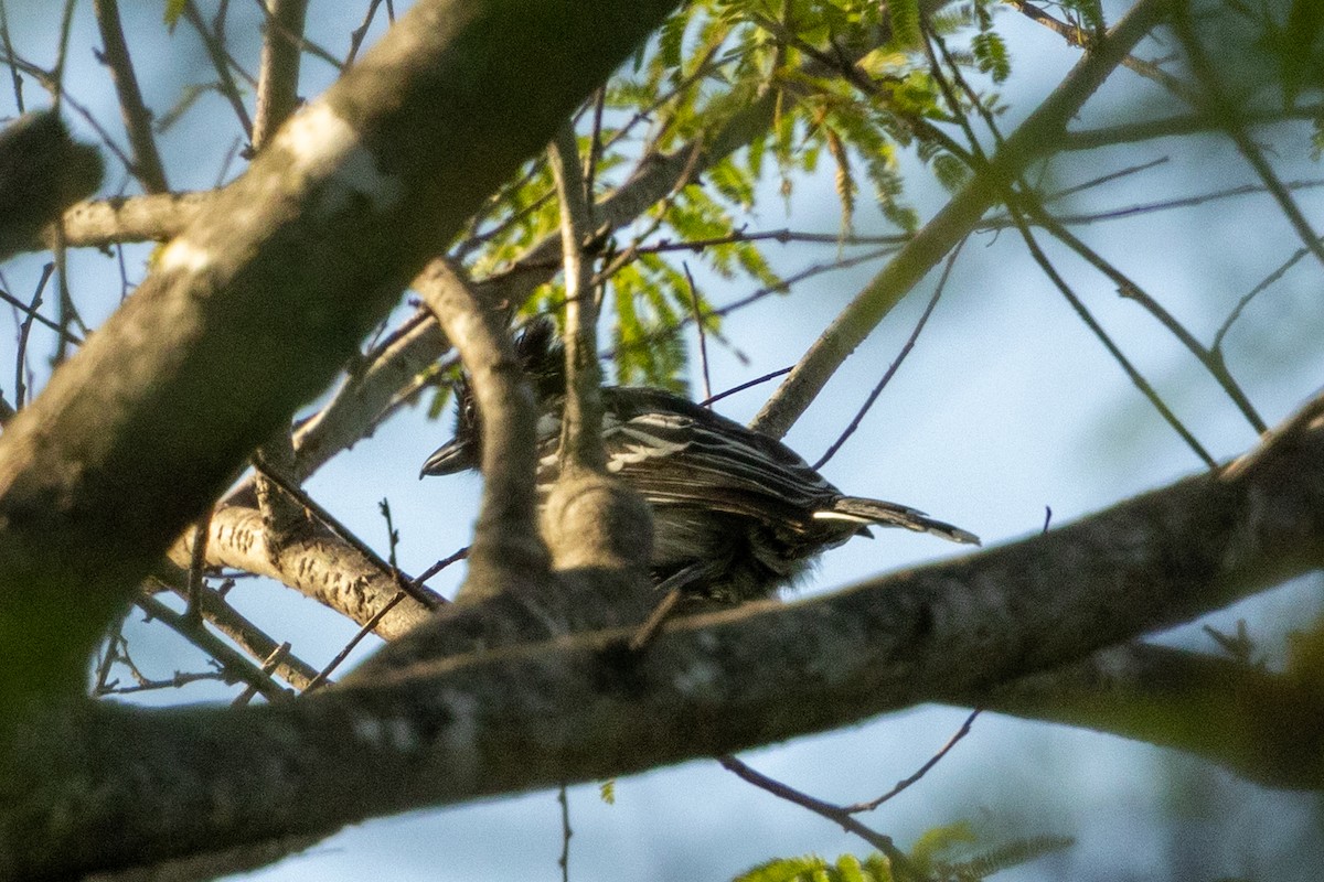 Black-backed Antshrike - ML646837190