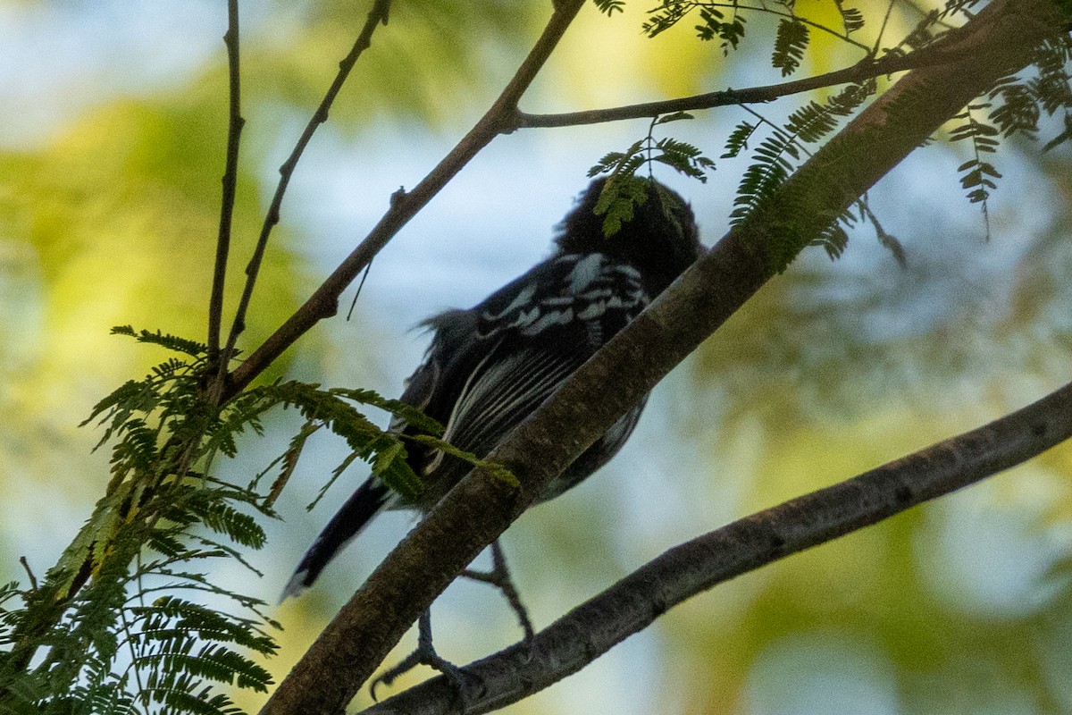 Black-backed Antshrike - ML646837191
